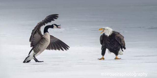 Credit:msequeiraphotography