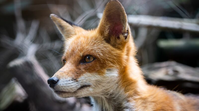 max-kleinen-ZUHMzLxzeyM-unsplash