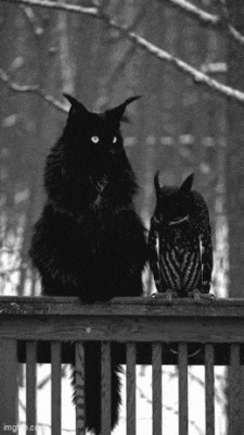 68747470733a2f2f64696173706f7261736f6369616c2e6e65742f75706c6f6164732f696d616765732f7363616c65645f66756c6c5f37383863626334316432303463383037616534642e676966