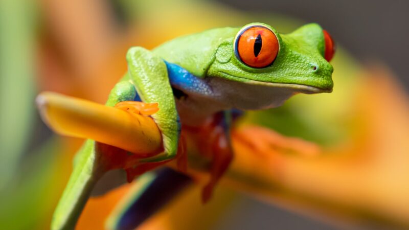 bbp-markdown-bbpress-help