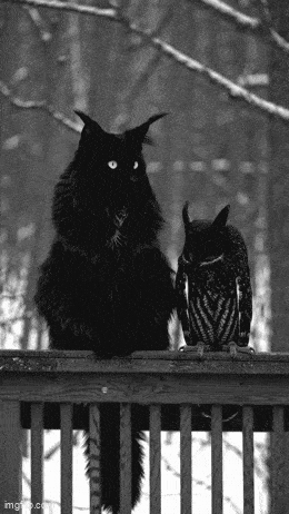 68747470733a2f2f64696173706f7261736f6369616c2e6e65742f75706c6f6164732f696d616765732f7363616c65645f66756c6c5f37383863626334316432303463383037616534642e676966